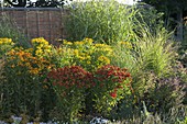 Spätsommerbeet mit Helenium (Sonnenbraut) und Gräsern