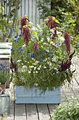 Sowing a mixture of annual summer flowers