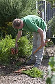 Man harvesting carrots (Daucus carota)