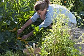 Woman picking zucchini 'Goldrush'