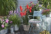 Summer balcony with dahlia (Dahlia), liatris (Prachtscharte), gladiolus