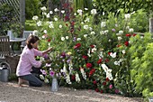 Sommerbeet mit einjaehrigen Sommerblumen bepflanzen