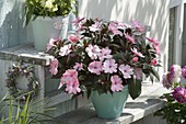 Impatiens New Guinea 'Compact Blush Pink'