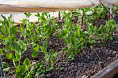 Jungpflanzen von Erbsen (Pisum sativum) im Fruehbeettunnel