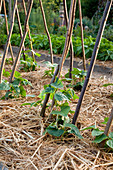 Runner bean seedlings (Phaseolus) on a climbing frame of beanstalks, mulched with straw