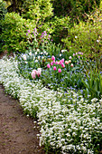 Frühlingsbeet mit Tulipa (Tulpen), Arabis (Gänsekresse), Myosotis (Vergissmeinnicht), Hyacinthus (Hyazinthen) und Narcissus (Narzissen)