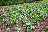 Kartoffel - Feld (Solanum tuberosum), Reihen sind angehaeufelt