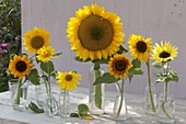 Verschiedene Sonnenblumen in Sorten von links