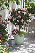 Hibiscus rosa-sinensis 'Annelie' (Roseneibisch) - unterpflanzt mit Mandevilla