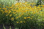 Rudbeckia fulgida 'Goldsturm' (Sonnenhut)