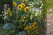 Helianthus annuus 'Sunrich Gold' 'Garden Statement' (Sonnenblumen)