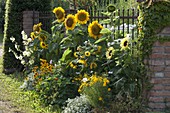 Helianthus annuus 'Sunrich Gold', 'Garden Statement' (Sunflowers)