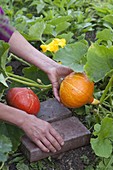 Hokkaido-Kürbisse (Cucurbita) auf Klinker legen