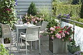 Metal containers on balcony, pink 'The Fairy', 'Heidetraum'