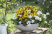 White bowl planted with Rudbeckia hirta, Pelargonium