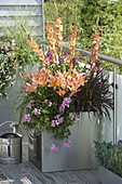 Large metal jar on balcony: Lilium asiaticum 'Passion Ladylike'.