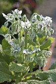 Weissblühender Borretsch (Borago officinals 'Alba') in Tontopf