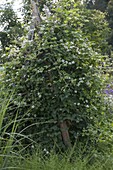 Clematis fargesioides syn. Paul Farges (Summersnow) an Holzleiter