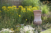 Helenium 'Zimbelstern' (Sonnenbraut), Hemerocallis (Taglilien) Miscanthus