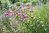 Lilium Orient -Hybr 'Black Beauty' (Lilien)