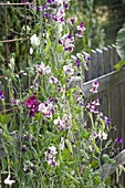 Plant sweet pea on trellis