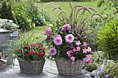 Baskets with Zinnia (Zinnias), Pennisetum rubrum (Red Feather Bristle Grass)