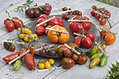 Tomaten - Tableau aus verschiedenen Farben und Formen