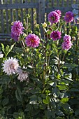 Dahlia (Dahlias) in a bed