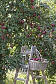 Apple harvest: basket with apples (Malus) on ladder under apple tree