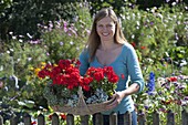 Gift basket with geraniums