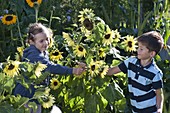 Mädchen und Junge spielen mit Helianthus (Sonnenblumen)