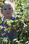Mädchen pflückt Himbeeren (Rubus)