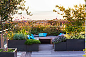 Designer: Charlotte ROWE, London: ROOF Garden - A PLACE TO SIT - DECKED SEATING AREA with Blue CUSHIONS AND HERBS - SAGE, CAMOMILE, Verbena BONARIENSIS, ALLIUM