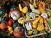 Pumpkins and Ornamental Gourds