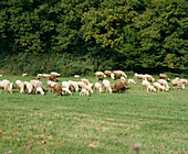 Schafe im Sommer auf der Weide