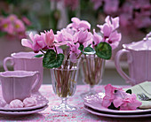 Cyclamen (cyclamen) in glasses