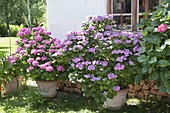 Hydrangea (hydrangea) in large tubs in front of the house wall