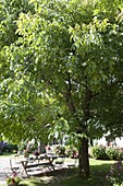 Seating group under walnut tree (Juglans regia)