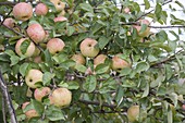 Apple 'Wiltshire' syn 'white wax renette' (Malus), winter apple