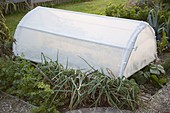 Garden canopy in vegetable bed, onions (Allium cepa), parsley