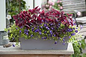 Box with Torenia Summer Wave 'Large Violet'