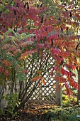 Rhus typhina (Essigbaum) in Herbstfärbung