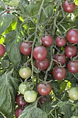 Alte deutsche Sorte Tomate 'Schwarze Sara' (Lycopersicon)