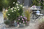 Gravel terrace with Dahlia 'Schneeweisschen' 'Dahlietta Pink'.