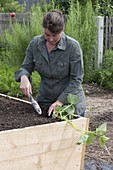 Building a raised bed from boards