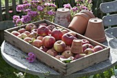 Wooden box with freshly picked apples 'Danziger Kantapfel' (Malus)