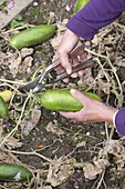 Harvest cucumbers (Cucumis)