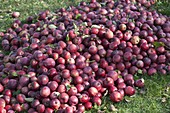 Rote Äpfel (Malus), Fallobst auf Haufen zusammengerecht im Gras