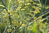 Flowers of spice fennel (Foeniculum)