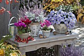 Autumn terrace with Aster dumosus 'Aqua Compact' (cushion)